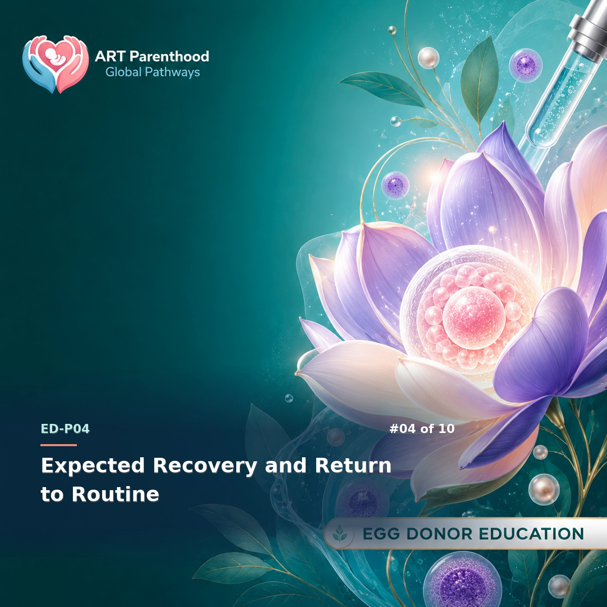 Egg Donors education card for ED-LP04-04: Expected Recovery and Return to Routine.